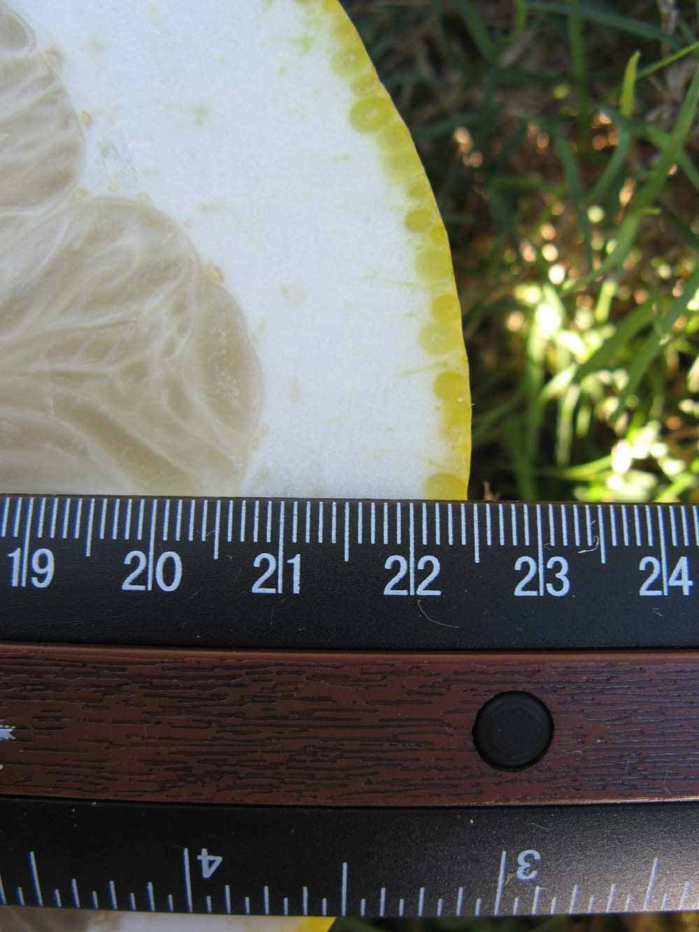                Fruit cross-section (Siamese, Winter Haven,   FL)       